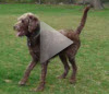 Bogie demonstrates good passing techniques.